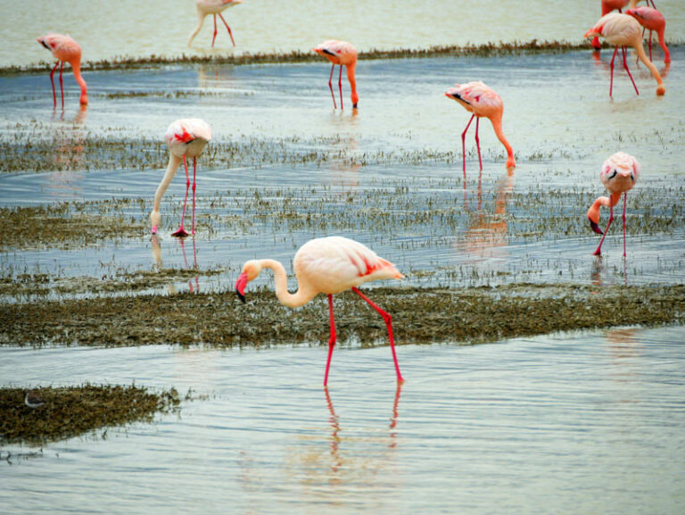 Flamingos