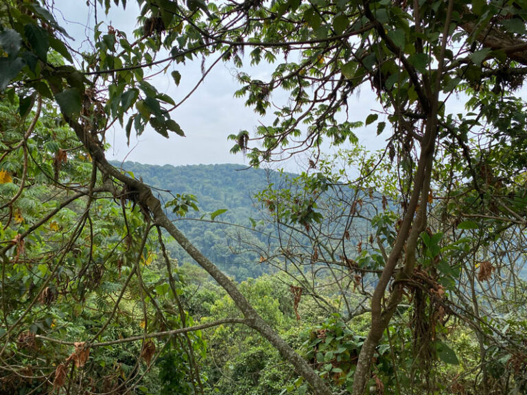 Nyungwe Nationalpark