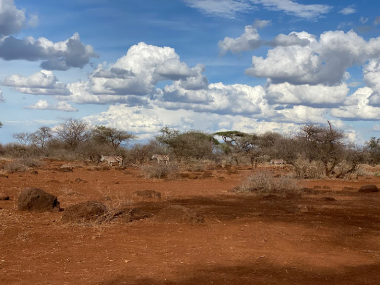 Zebras zu Besuch