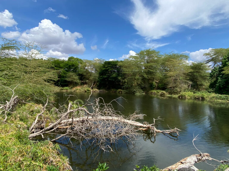 Der obere Pool bei Mzima Springs