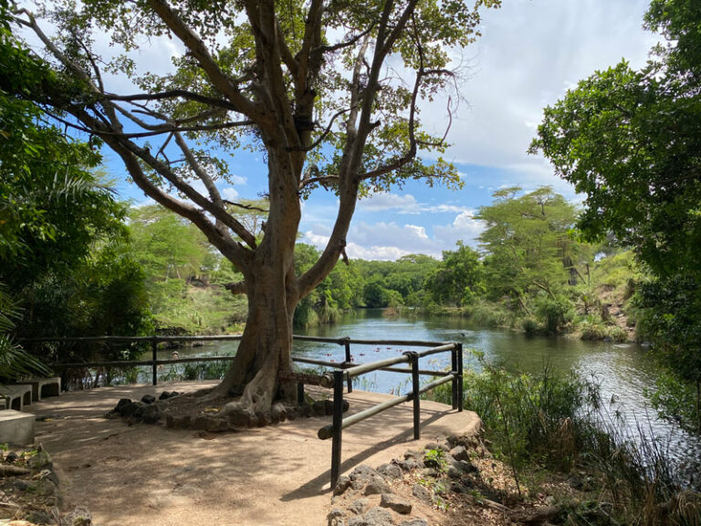 Unterer Pool der Mzima Springs