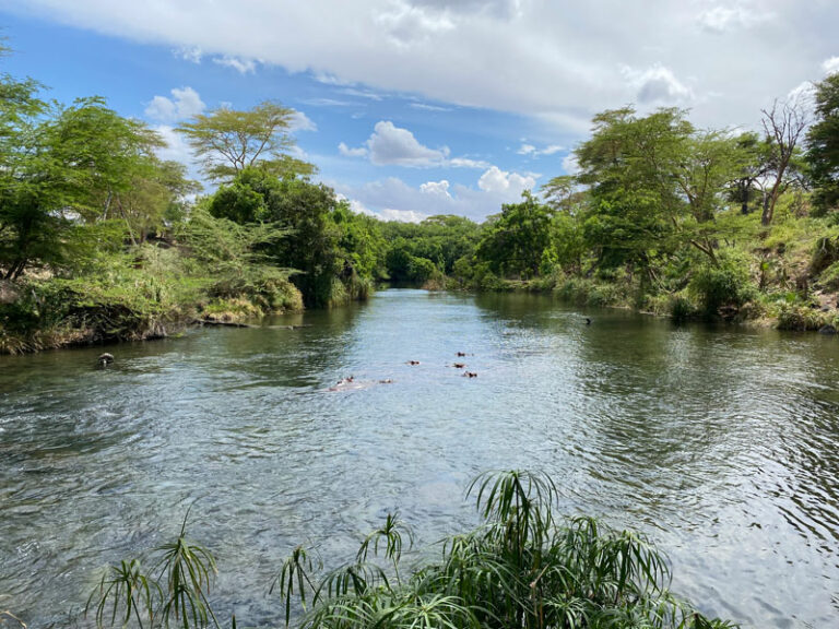 Hippos im Pool