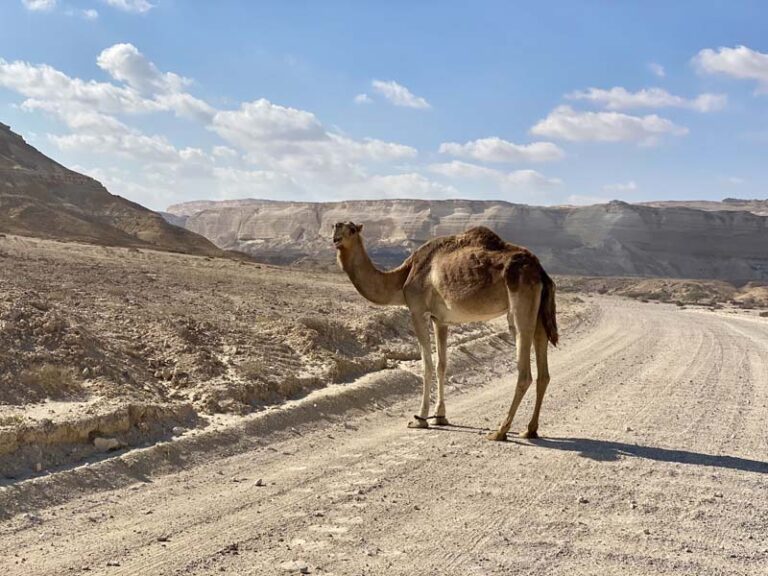 Ein Kamel kreuzt unseren Weg