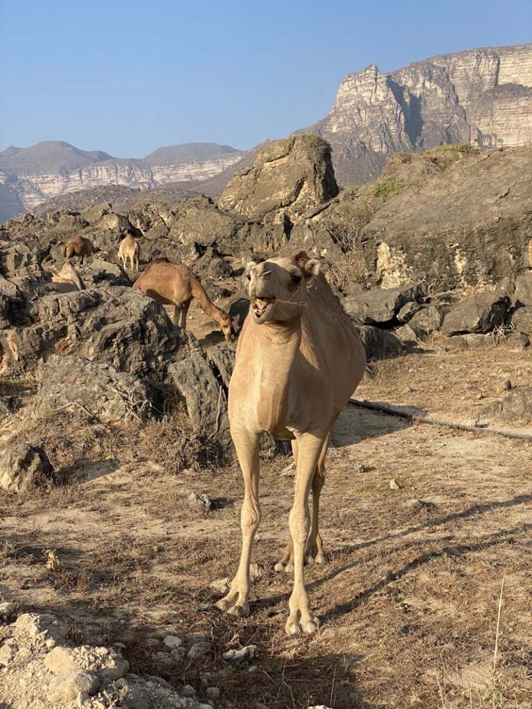 Kamele zu Besuch