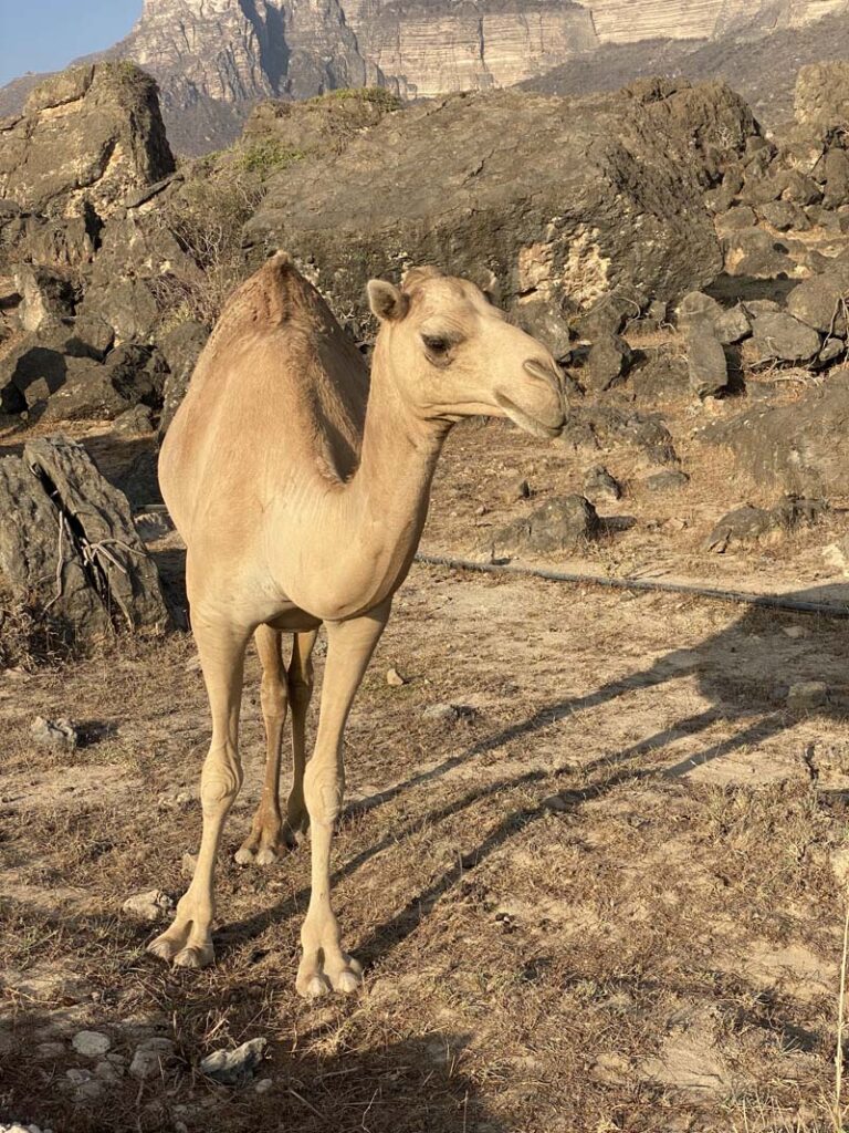 Kamele zu Besuch