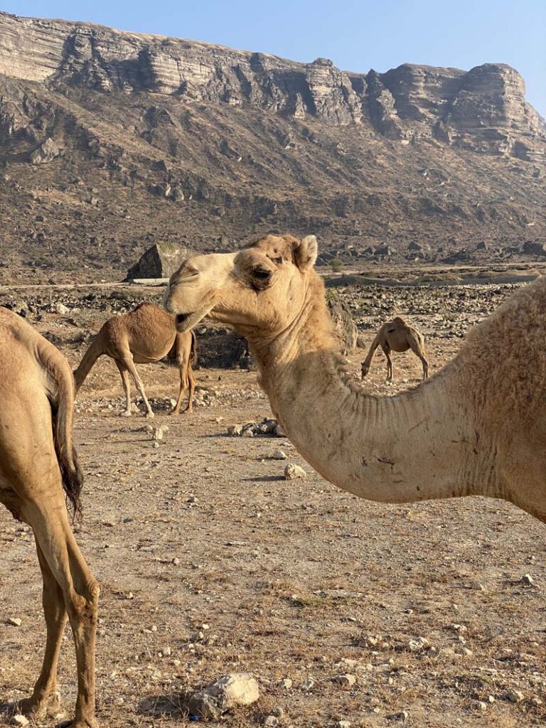 Kamele zu Besuch