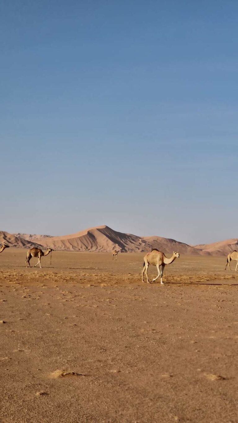 Kamele gibts es überall