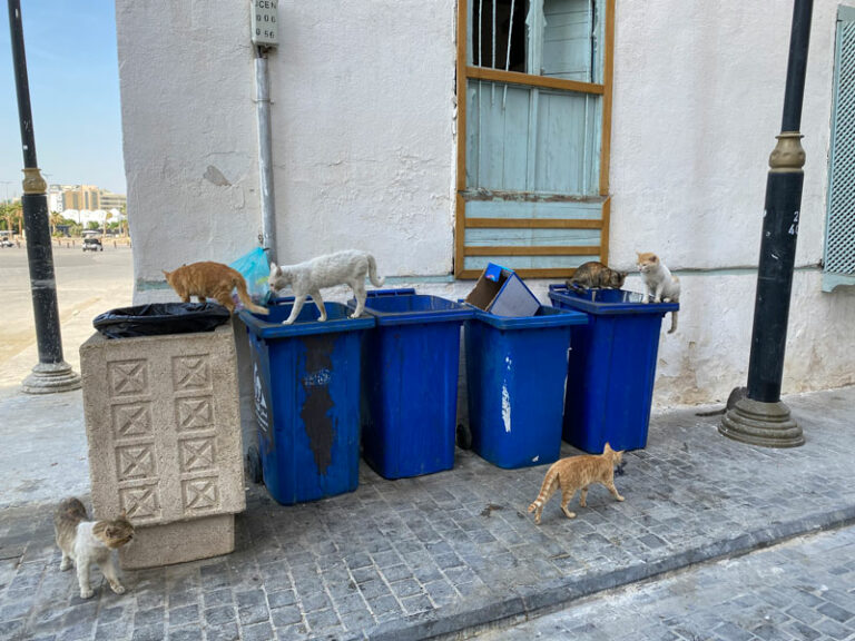Katzen in "Al-Balad"