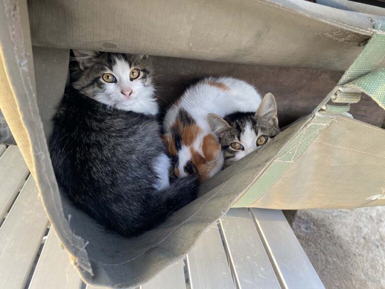 Die drei kleinen Katzen lieben Mojito als Nachtplatz