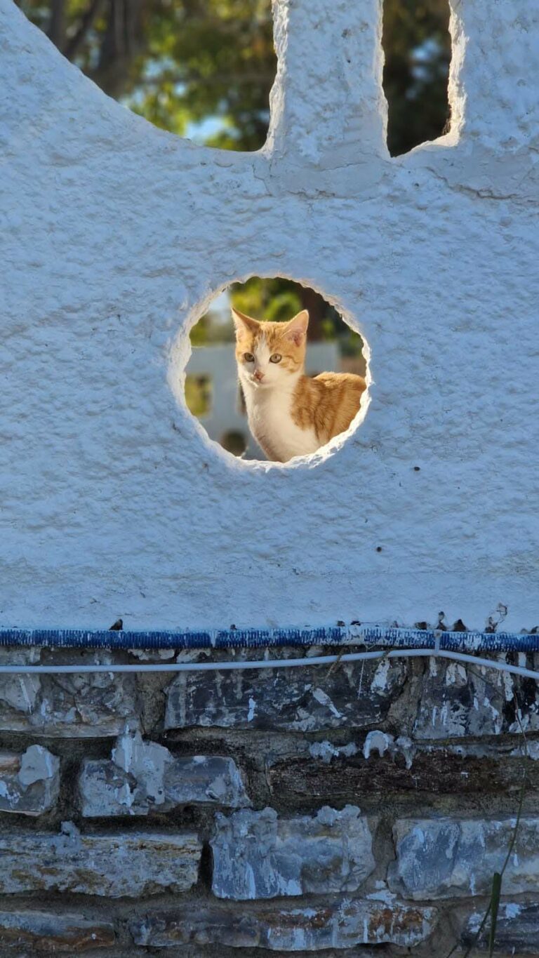 Katze hinter der Mauer