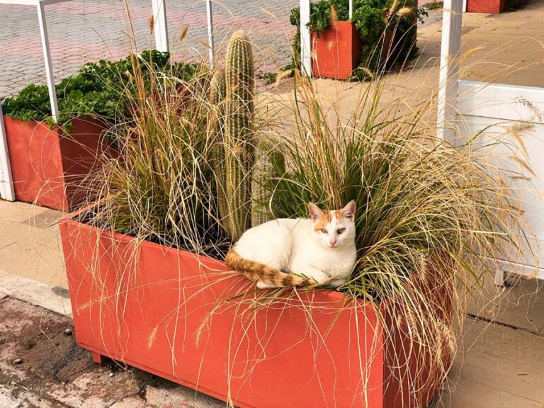 Glückliche Katze
