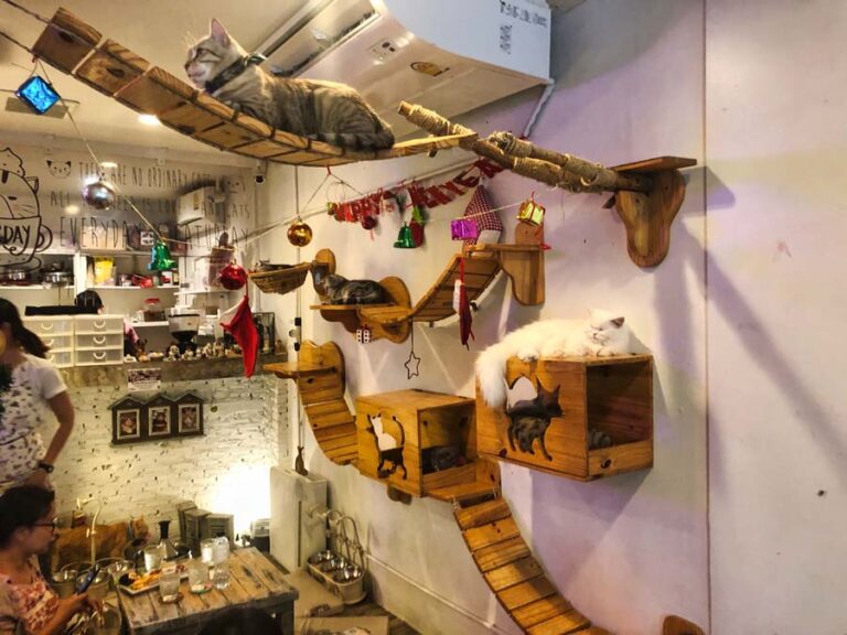 Caturday Cat Cafe